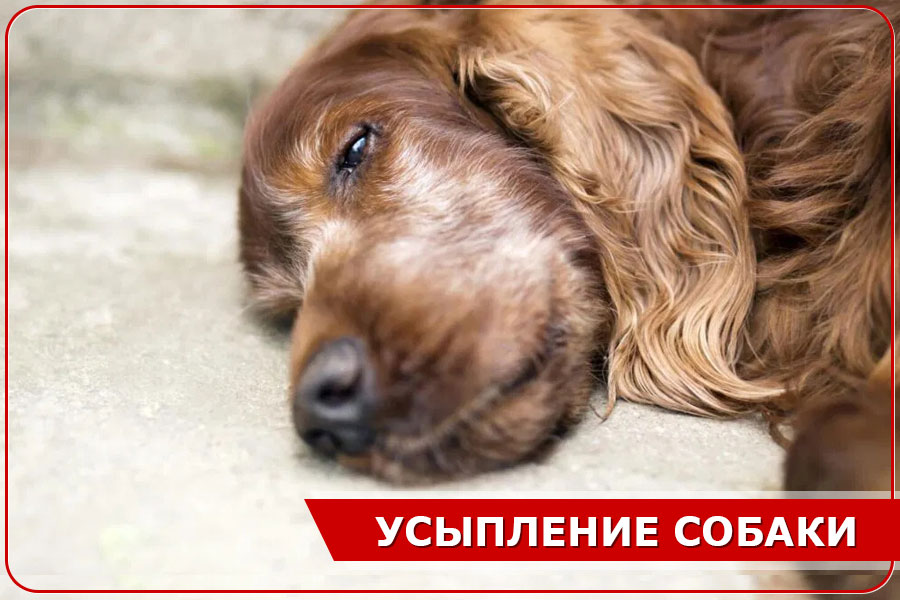Усыпление собак в Москве Усыпление собак в Москве